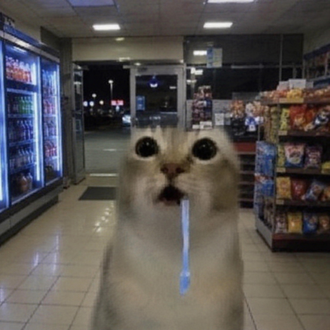 Drooling cat meme 16