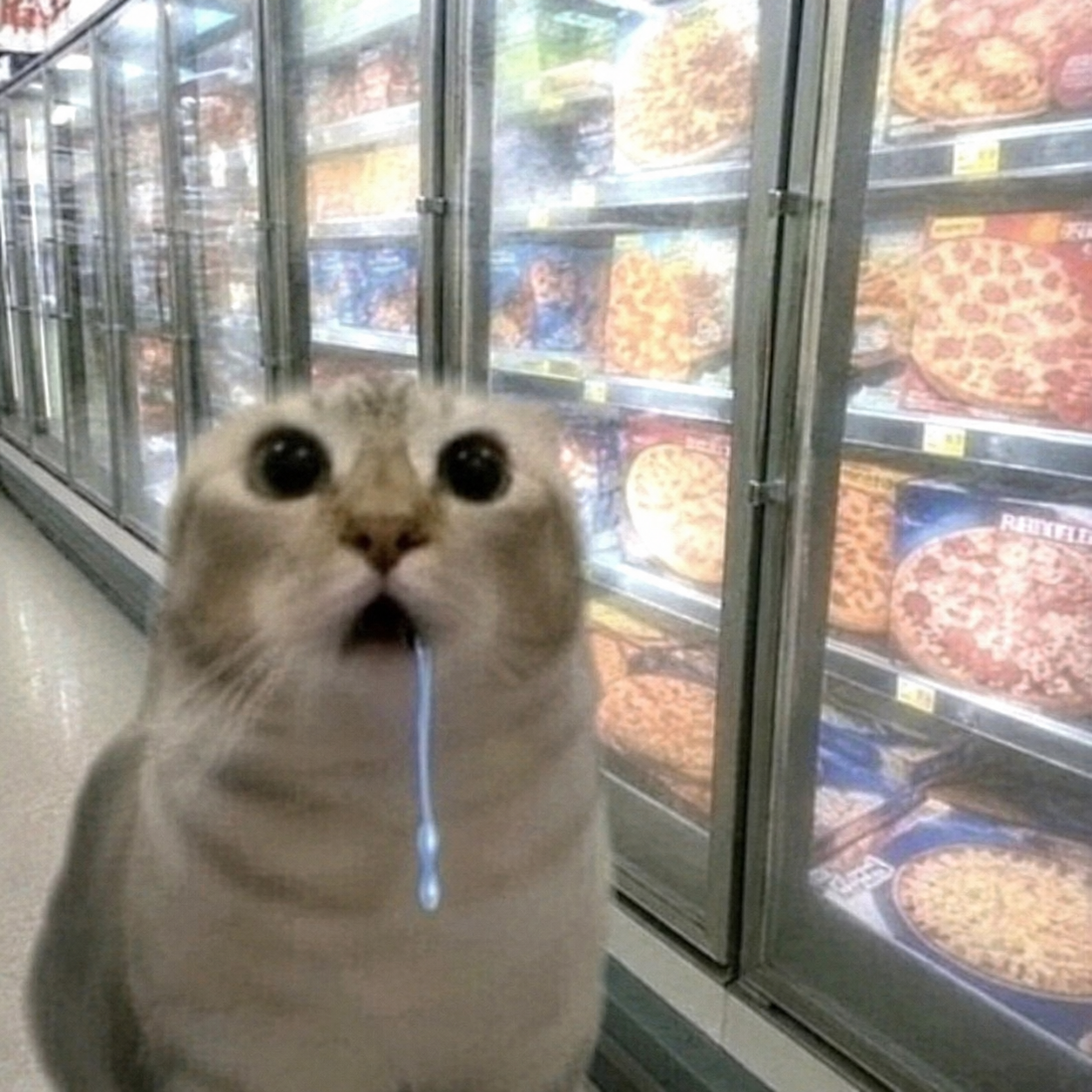 Drooling cat meme 13